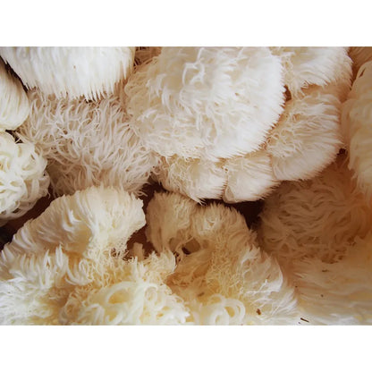 Lions Mane Grow kit (Hericium Erinaceus) grow kit educational, certified organic by MOSA