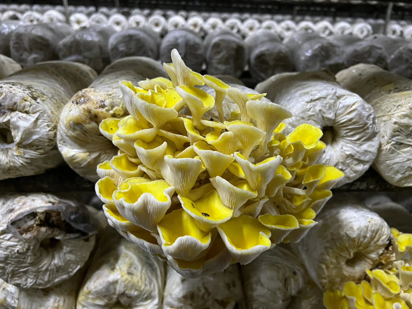 golden oyster mushroom grow kit 