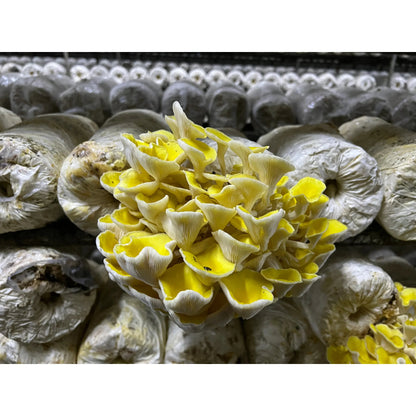 golden oyster mushroom grow kit 