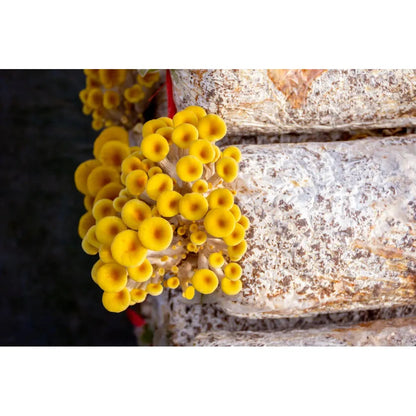 Golden Oyster Mushroom Grow Kit