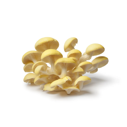 Liquid Culture Syringe - Golden Oyster