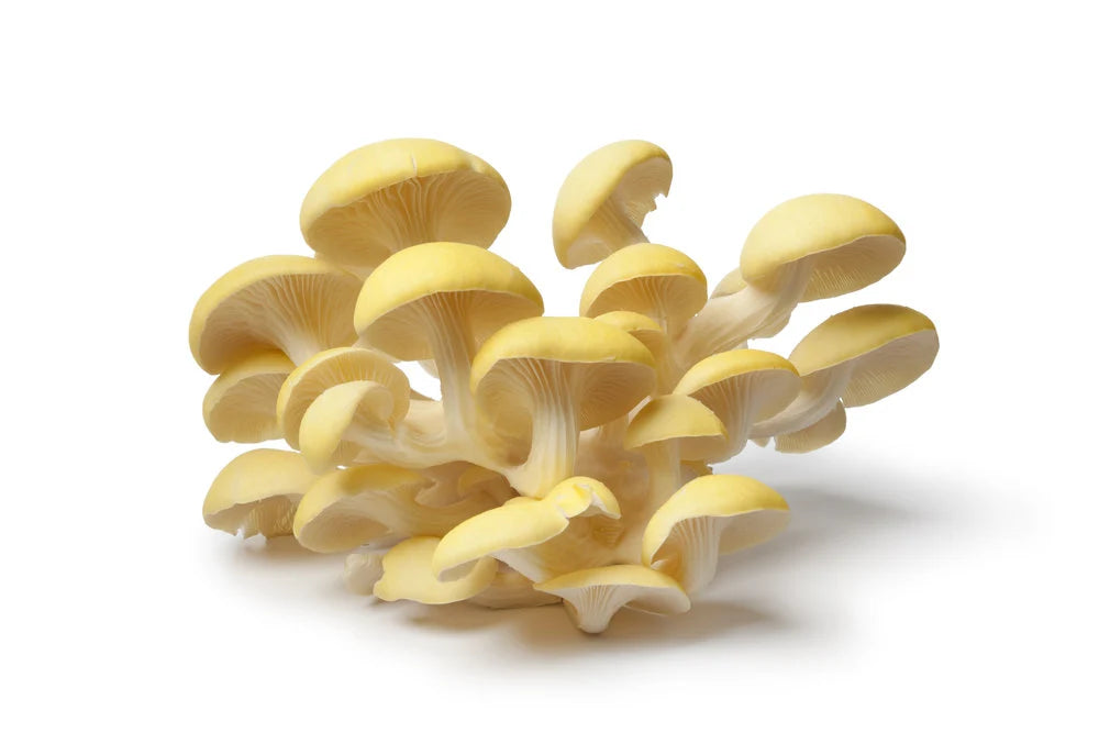 Golden Oyster Mushroom Grow Kit