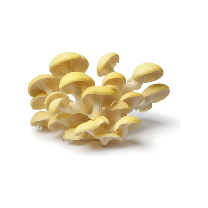 Golden Oyster Mushroom Grow Kit