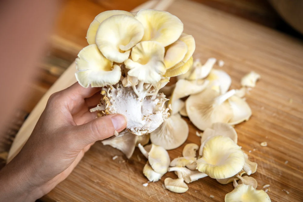 Oyster mushroom cultivation