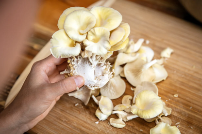 Oyster mushroom cultivation