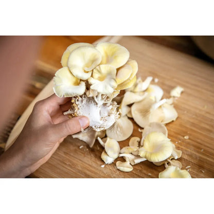 Golden Oyster Mushroom Grow Kit