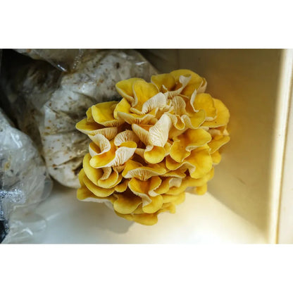 Golden Oyster Mushroom Grow Kit