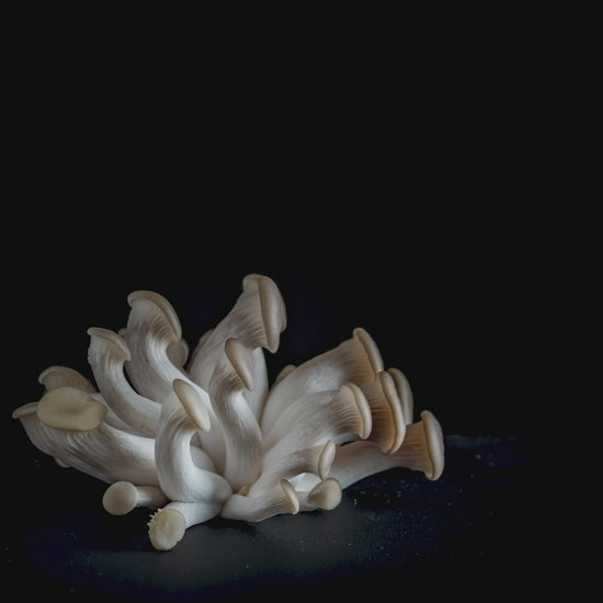oyster mushrooms growing