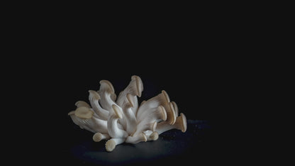 oyster mushrooms growing