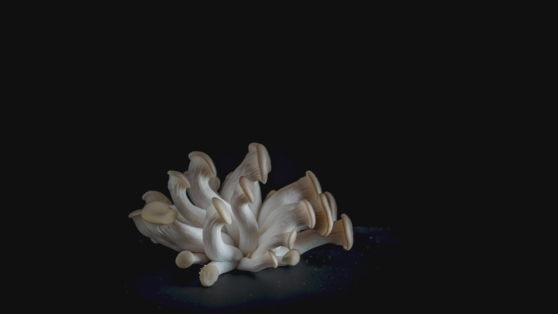oyster mushrooms growing