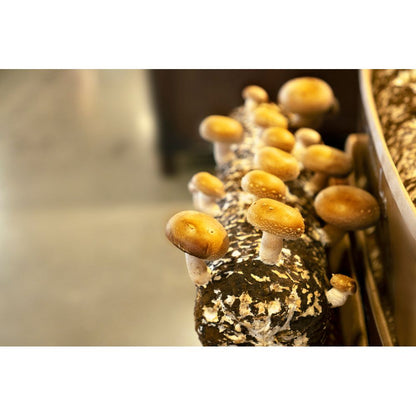 organic shiitake grow log kit