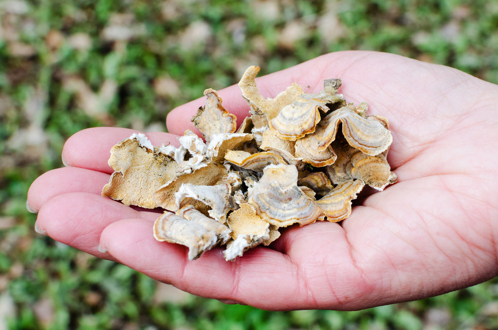 turkey tail in a hand