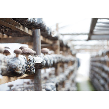 Shiitake Grow Kit