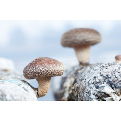 Wildspore shiitake grow log kit