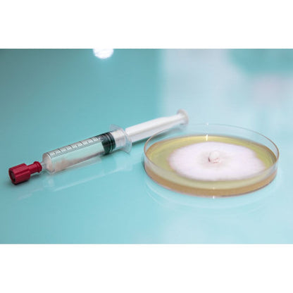 Liquid Culture Syringe - Golden Oyster