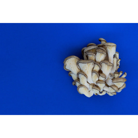 oyster mushrooms