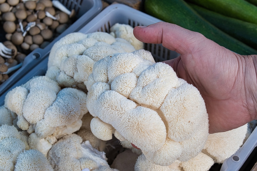 picking lions mane mushrooms