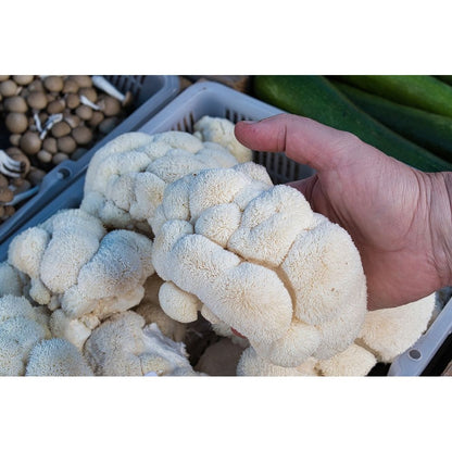 picking lions mane mushrooms