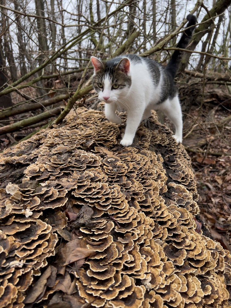 cat on turkey tail