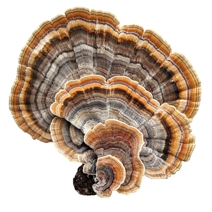 turkey tail mushrooms