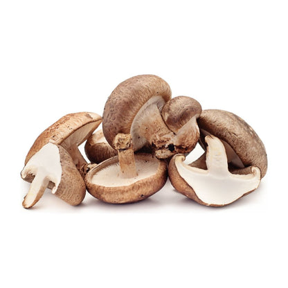Shiitake Grow Kit
